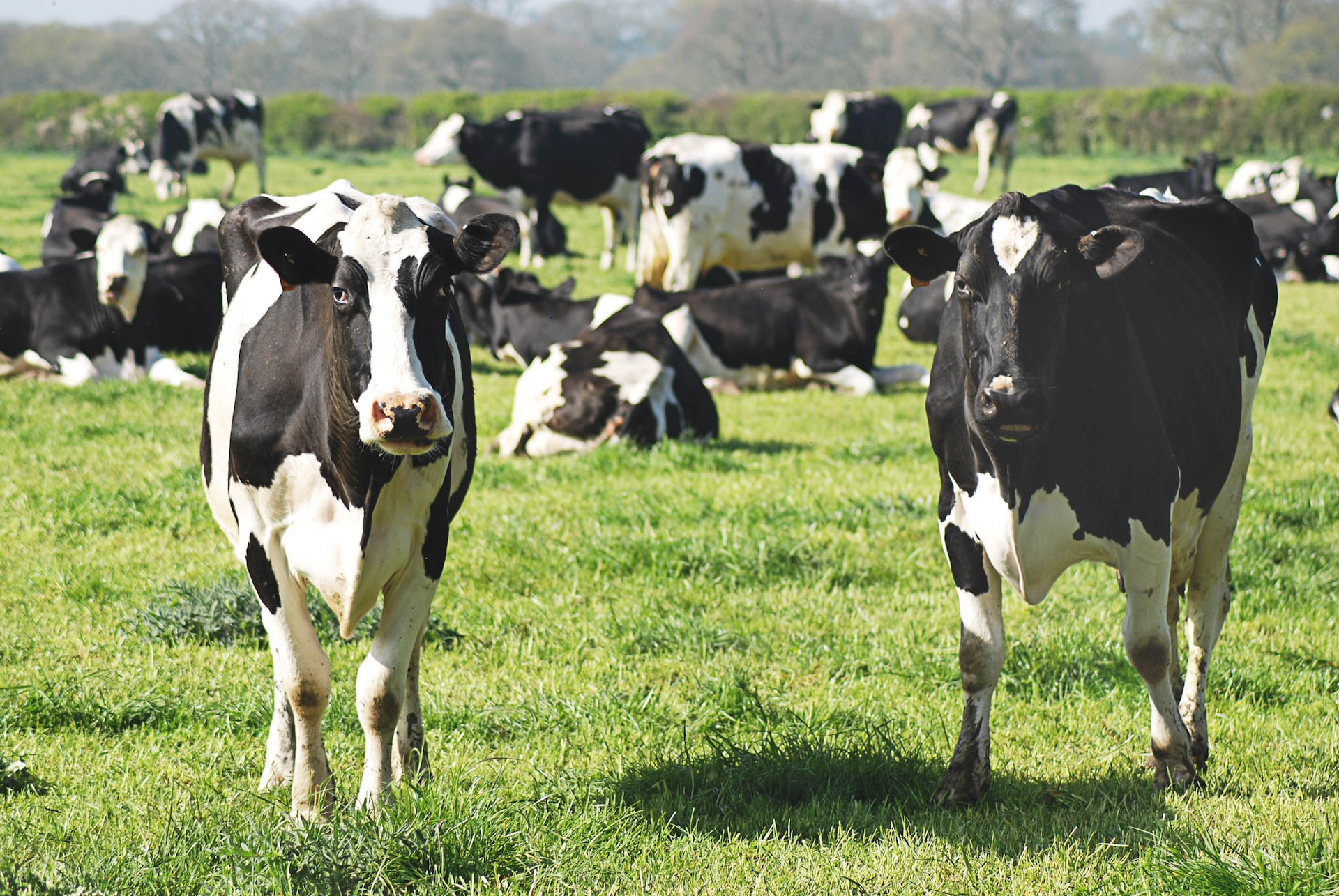La oferta bovina cae en 5,6% a noviembre de 2022